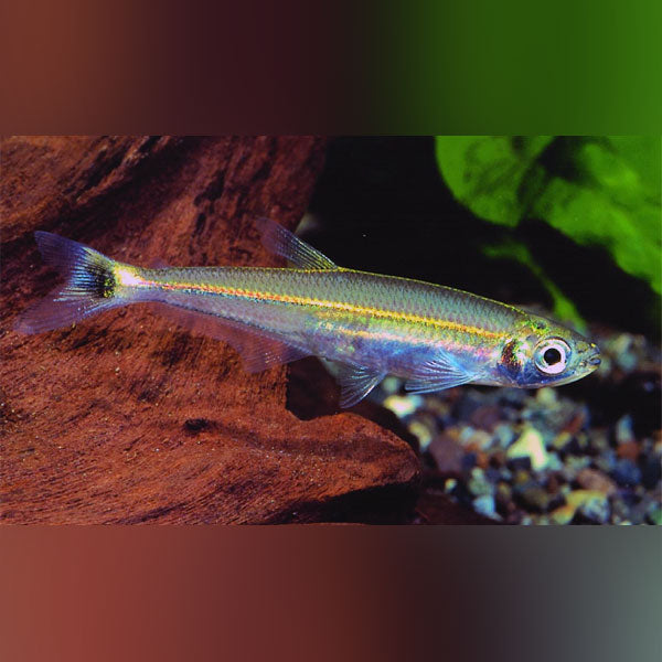 Slender Tetra for sale – AquariumFish.com