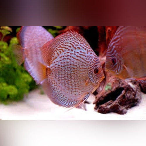Discus β AquariumFish.com