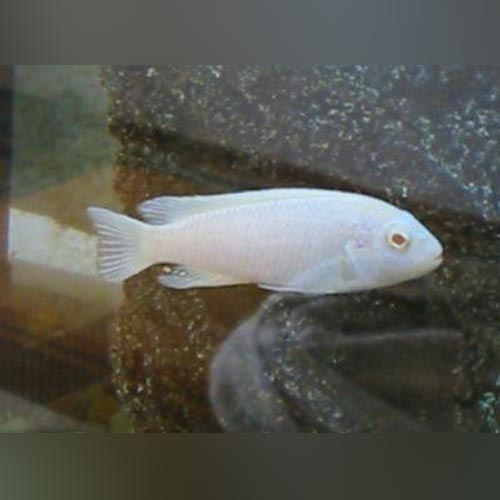 Snow White Cichlid