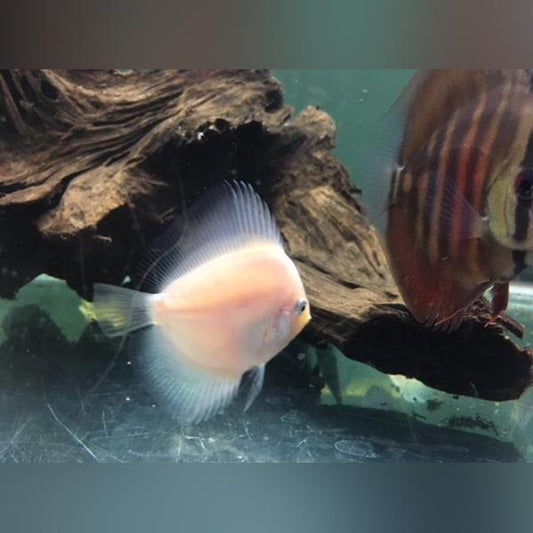 Discus – AquariumFish.com