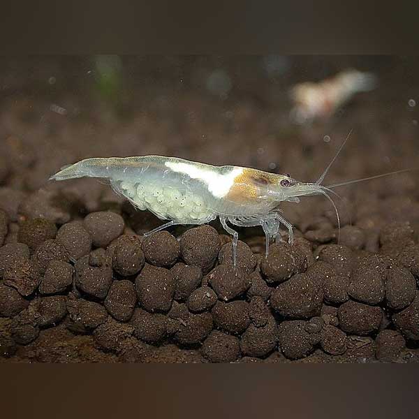 Snowball Shrimp Grade S