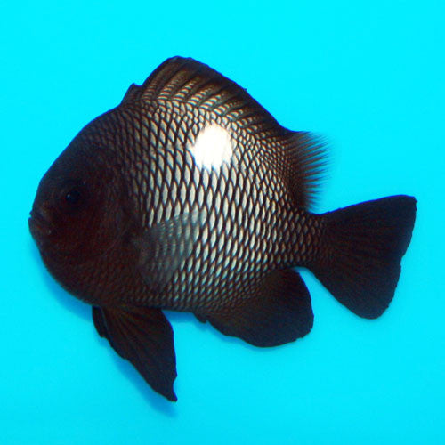 Domino Damselfish