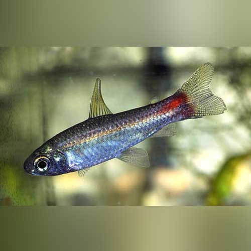 Spottail Curimata tetra