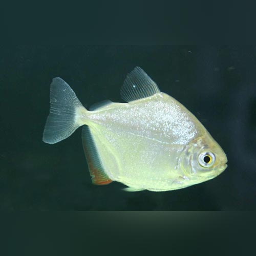 Silver Dollar for sale – AquariumFish.com