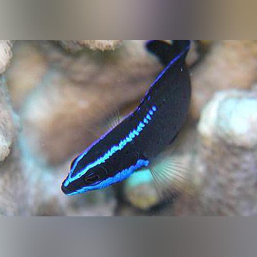 Springer's Dottyback