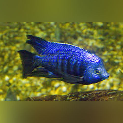 Star Sapphire Cichlid