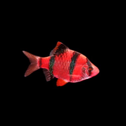 Starfire Red Glofish Barb