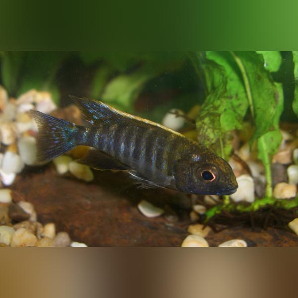 Peacock Cichlid Sulfur Head