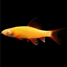 Sunburst Orange Glo Shark