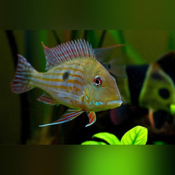 Surinamensis Cichlid