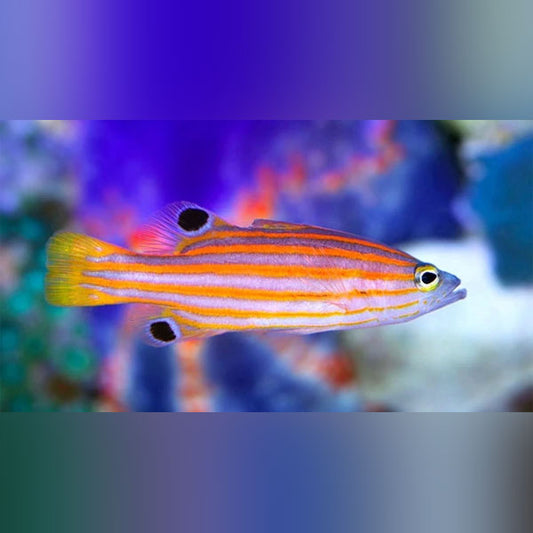 Basslets – AquariumFish.com
