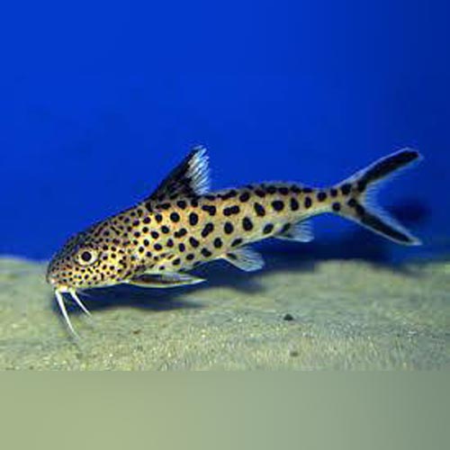 Synodontis Multipunctatus