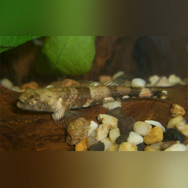 Freshwater Gobies for Sale | AquariumFish.com