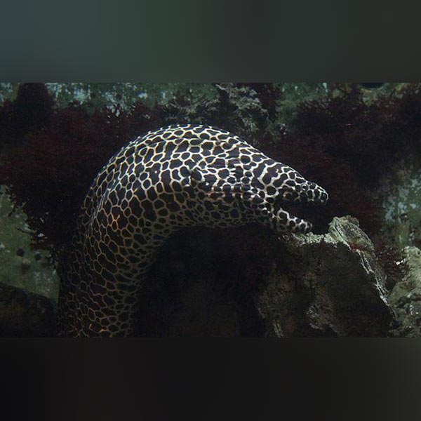 Tesselata Eel