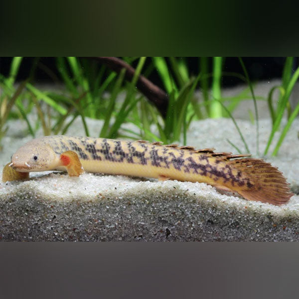 Teugelsi Bichir