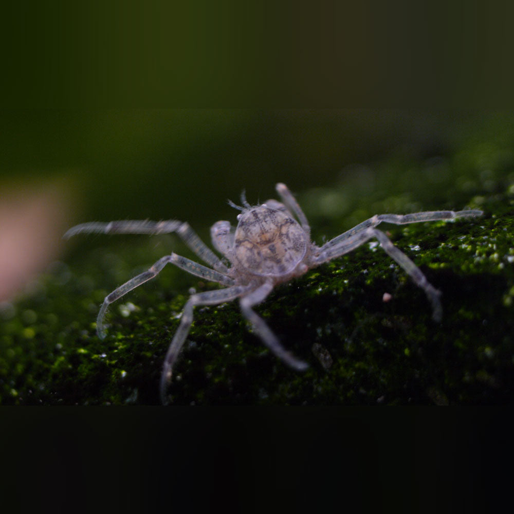 Thai Micro Spider Crab