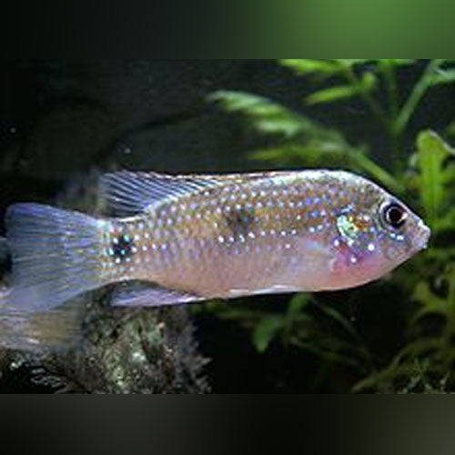 African Butterfly Cichlid