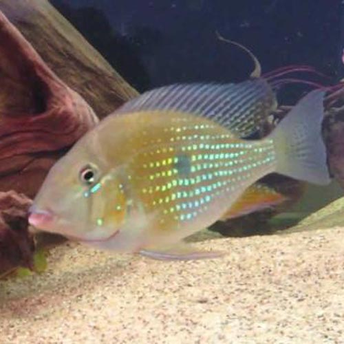 Threadfin Geophagus