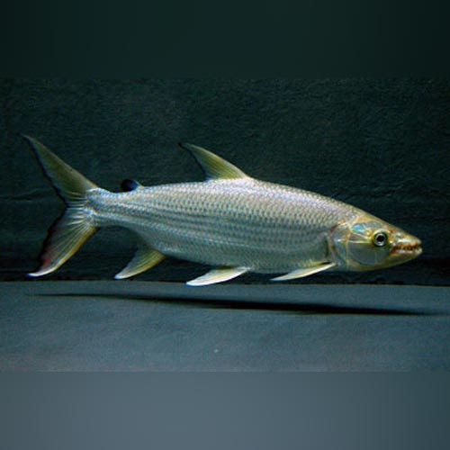 Tigerfish Goliath for sale – AquariumFish.com
