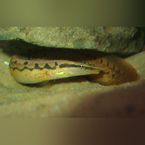 Tire Track Eel