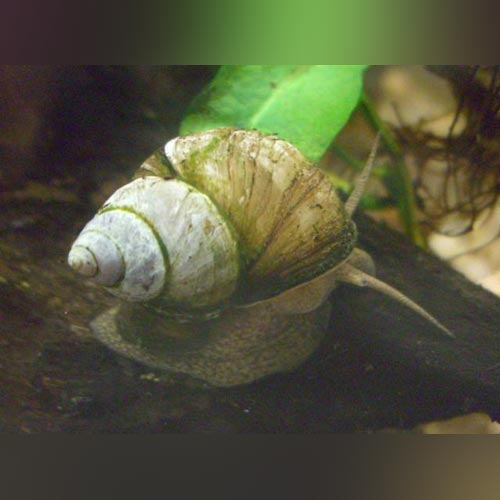 Japanese Trapdoor Snail