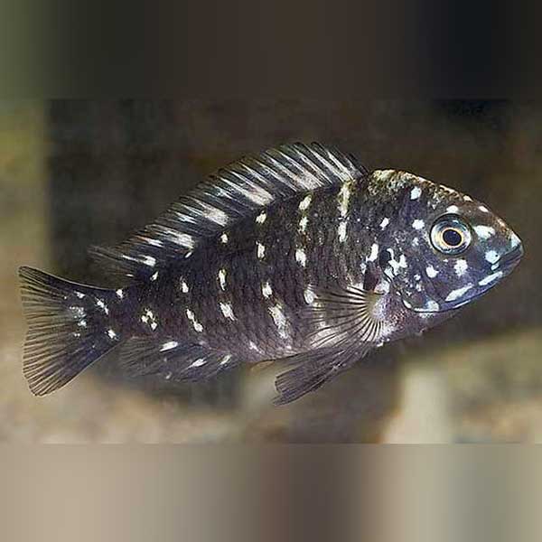 Tropheus Duboise