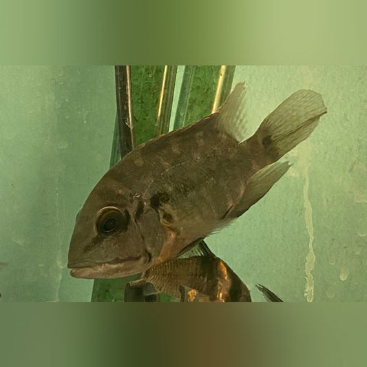 True Parrot Cichlid