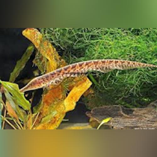 Trumpet Ossa Knifefish