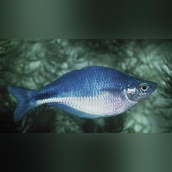 Turquoise Color Fish Turquoise Rainbowfish for sale – AquariumFish.com