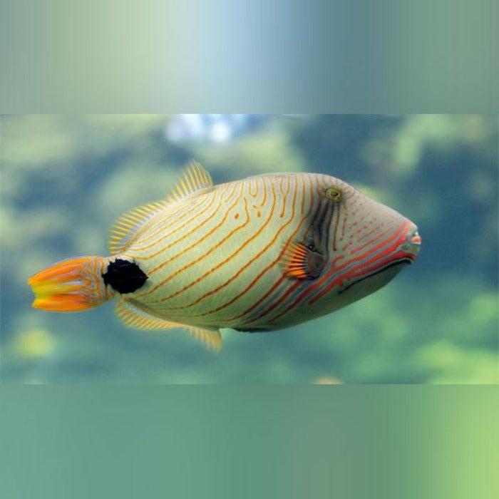 Triggerfish – AquariumFish.com