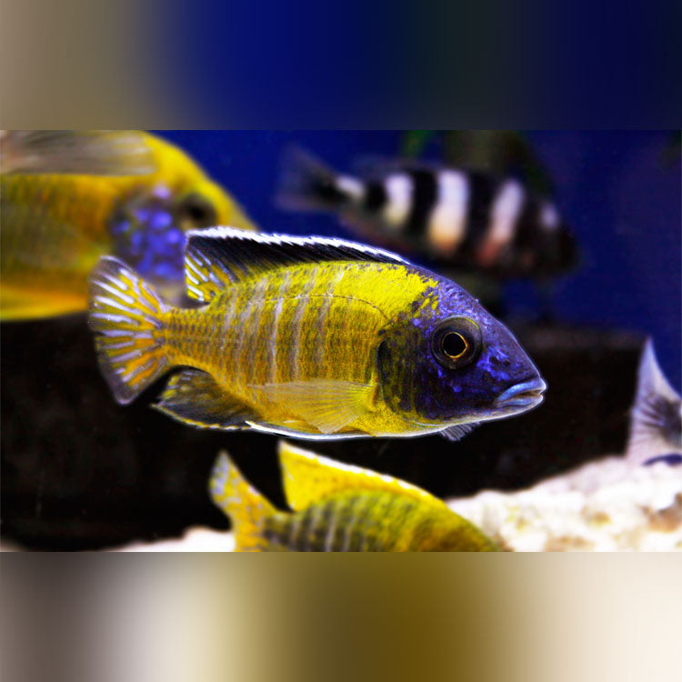 Usisya Flavescent Peacock Cichlid