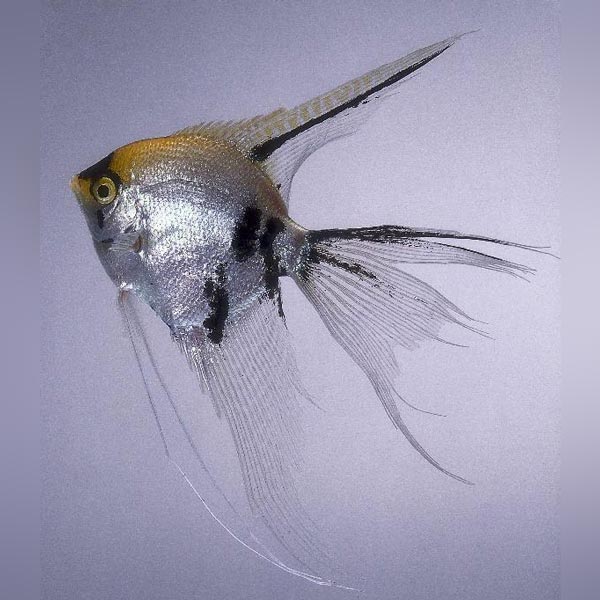 Vehl Fish Veil Angelfish for sale – AquariumFish.com