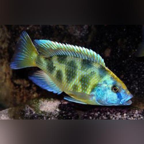 Venustus Cichlid