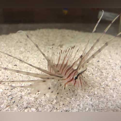 Volitan Lionfish