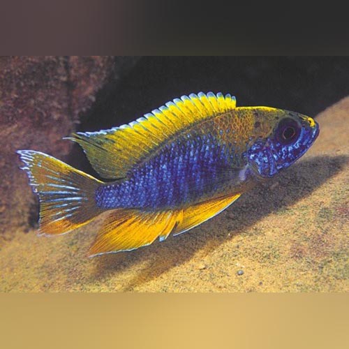 Peacock Cichlid Walteri