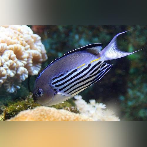 Watanabei Angelfish (Male)