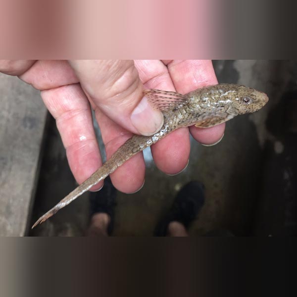 Whiptail Catfish