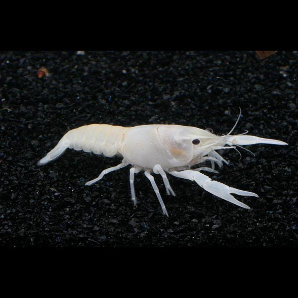 Specter Fish Snow White Specter Lobster