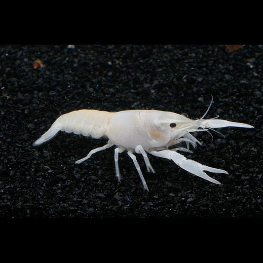 White Blizzard Lobster