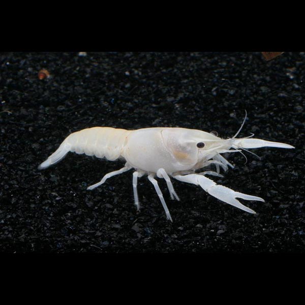 White Blizzard Lobster