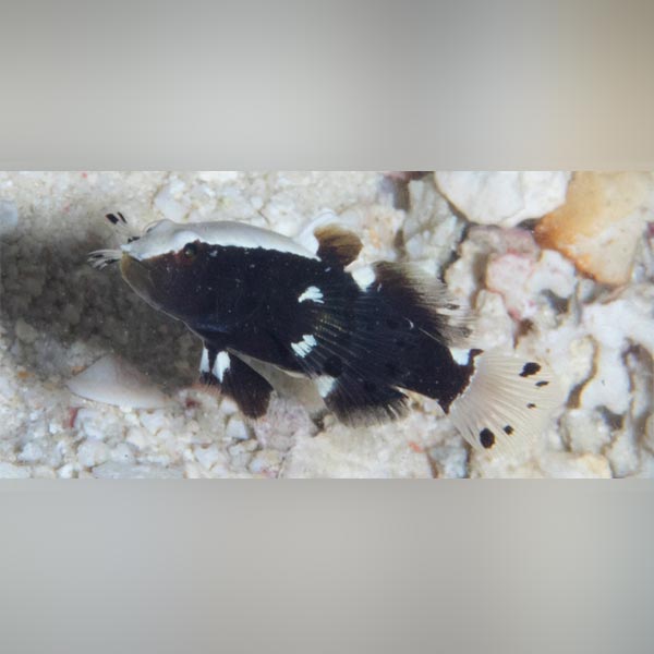 White Cap Goby for sale – AquariumFish.com