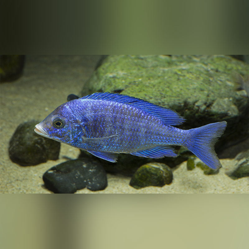 White Lips Mdoka Cichlid