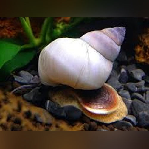 White Wizard Trapdoor Snail