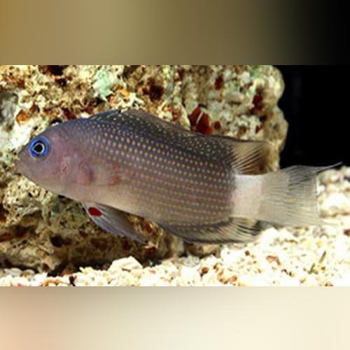 Whitetail Dottyback