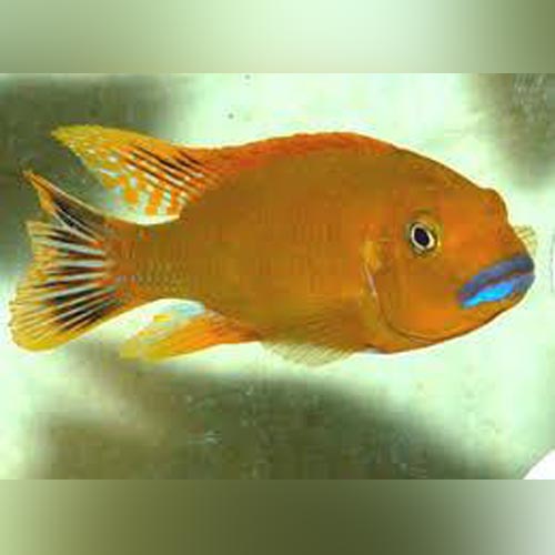 Williamsi Blue Lips Cichlid