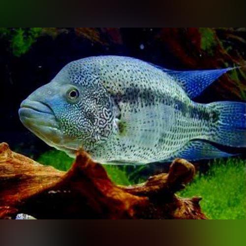 Wolf Cichlid