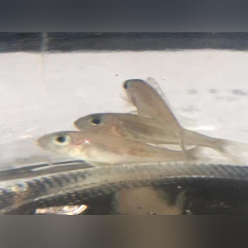 Xenotalapia bathyphilus