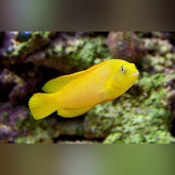 Yellow Dottyback