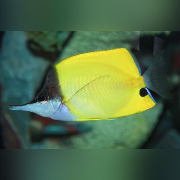 Yellow Longnose Butterflyfish