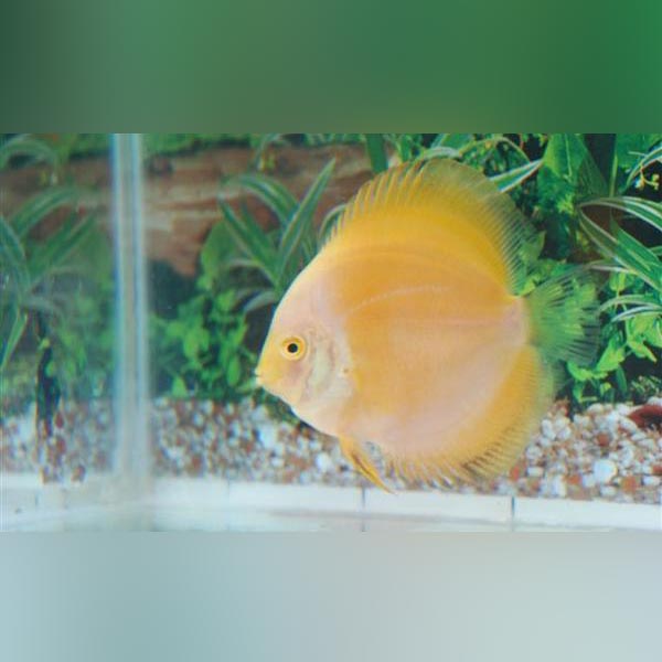 Yellow Marlboro Discus